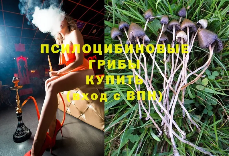 Галлюциногенные грибы Psilocybe  OMG ссылки  Норильск 